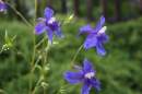 Delphinium sp.