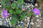 Geranium sanguineum