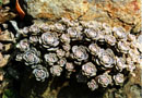 Orostachys malacophylla