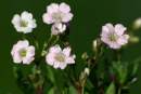 Gypsophila nana