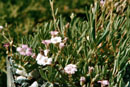 Gypsophila nana