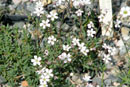 Gypsophila repens