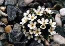 Androsace hausmannii