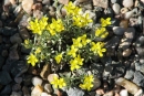 Physaria hitchcockii rubicundula