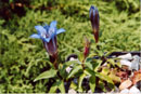 Gentiana affinis