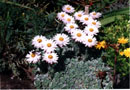 Helichrysum milfordiae