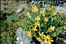 Hypericum olympicum