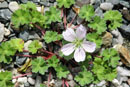 Geranium nanum