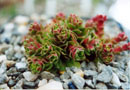 Crassula setulosa