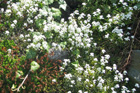 Hornungia alpina