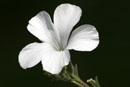 Linum hirsutum