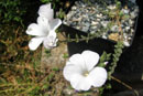 Linum hirsutum