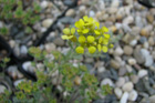 Alyssum pseudomouradicum