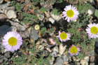 Erigeron trifidus