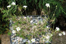 Cherleria laricifolia