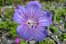 Geranium collinum