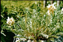 Oxytropis campestris