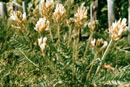 Oxytropis campestris