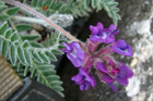 Oxytropis campestris rishiriensis