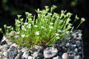 Minuartia rostrata