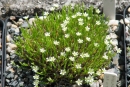 Minuartia rostrata