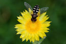 Helichrysum aureum