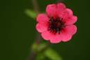 Potentilla atrosanguinea