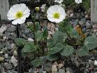 Ranunculus parnassifolius