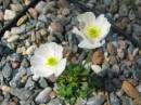 Ranunculus alpestris