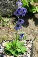 Delphinium confusum