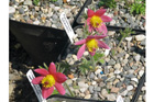 Pulsatilla grandis