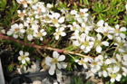 Saxifraga catalaunica