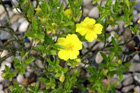 Helianthemum lunulatum