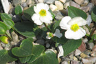 Ranunculus parnassifolius