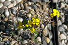 Erysimum rhaeticum