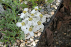 Achillea clavennae