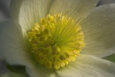 Pulsatilla violacea