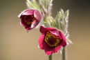 Pulsatilla vulgaris