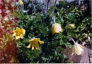 Pulsatilla alpina