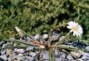 Taraxacum  atrans