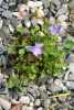 Campanula fenestrellata