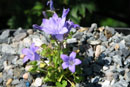 Campanula fenestrellata