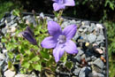 Campanula fenestrellata