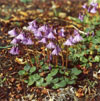 Soldanella alpina