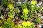 Saxifraga aizoides