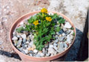 Ranunculus pseudohirculus