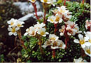 Saxifraga marginata