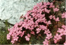 Dianthus drenowskianus