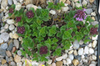 Thymus nummularius