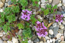 Thymus nummularius